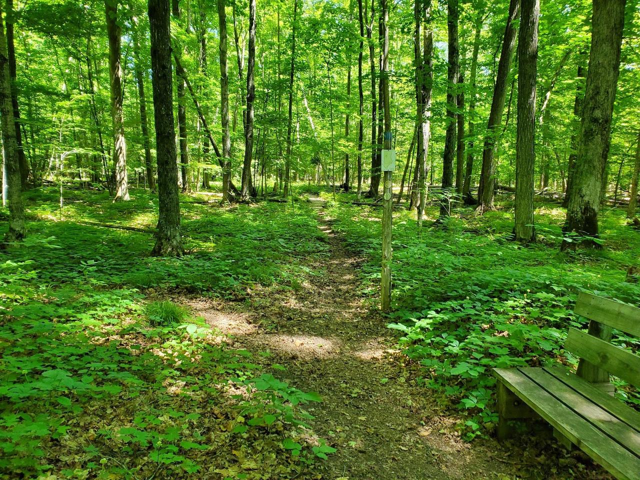 Early Hemlock Bench Early Hemlock Bench