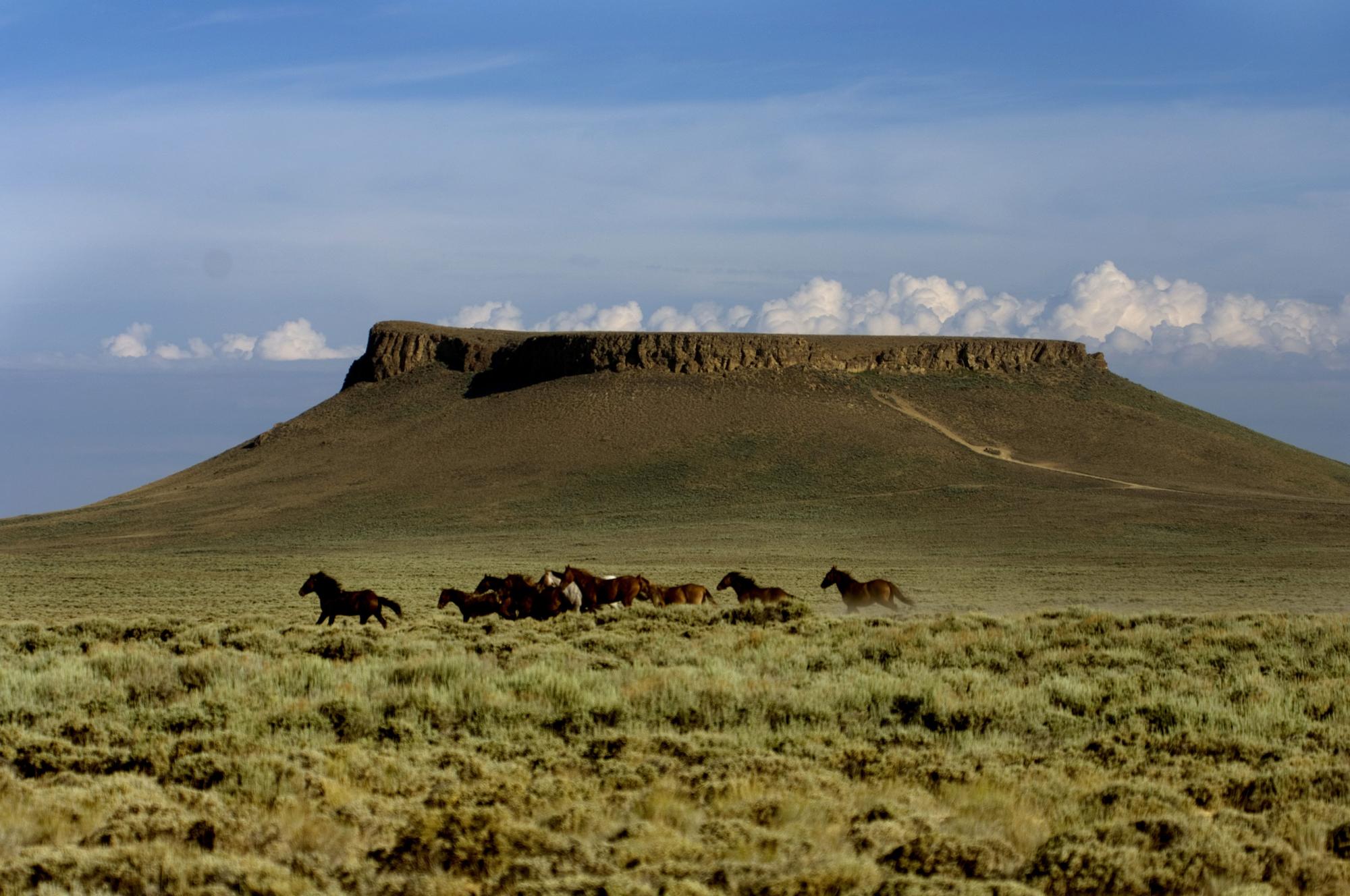 Wild Horses