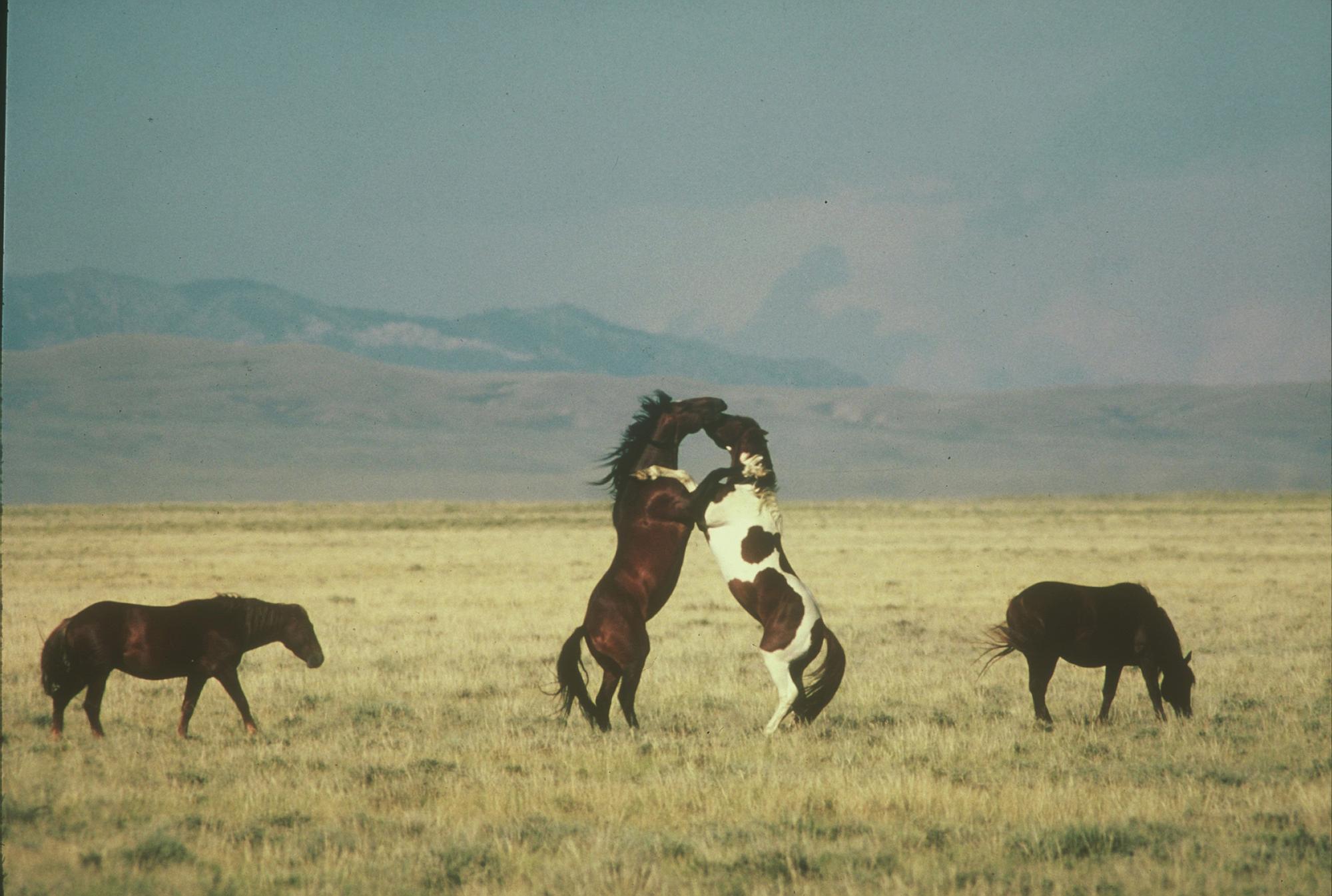 Wild Horses
