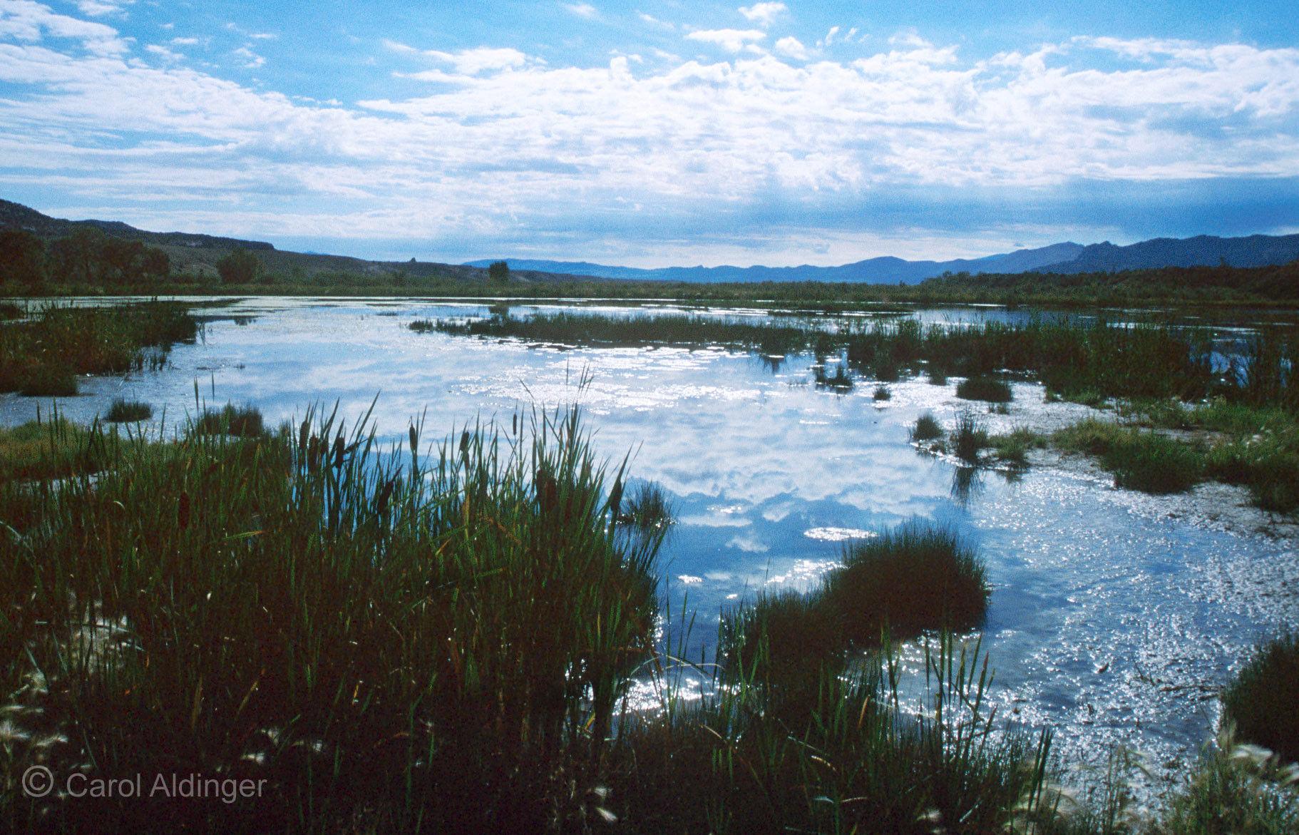 Henry's Fork Wetlands