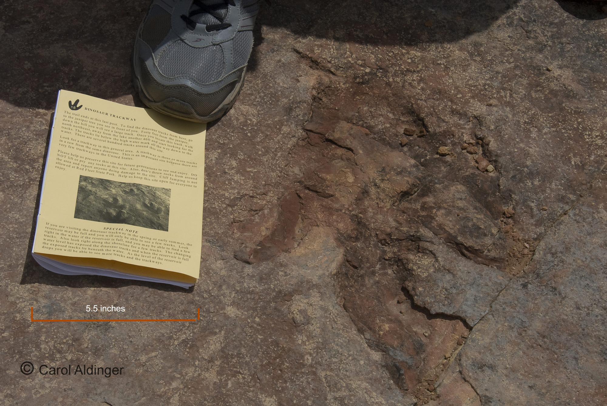 Hiking Guide - Dino Trackway Track
