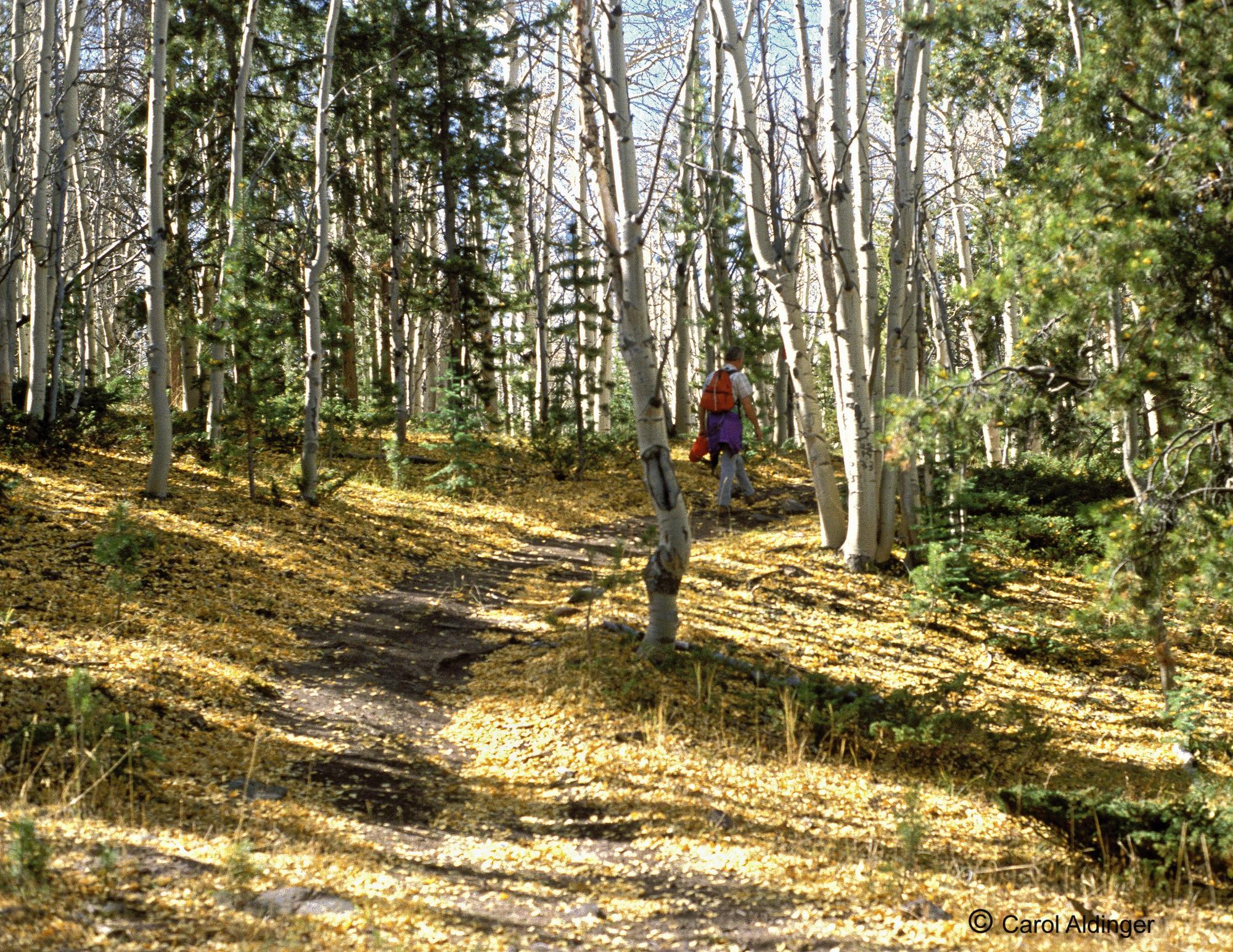 Hiking Guide - Elk Park Trail