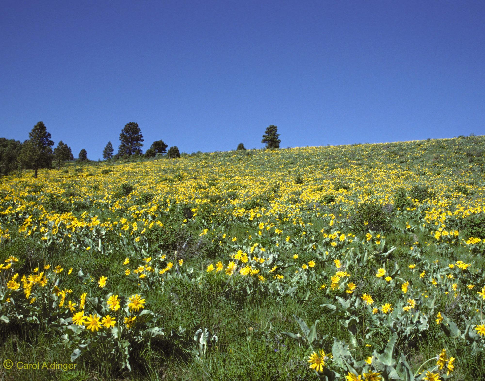 Hiking Guide - Swett Ranch Trail
