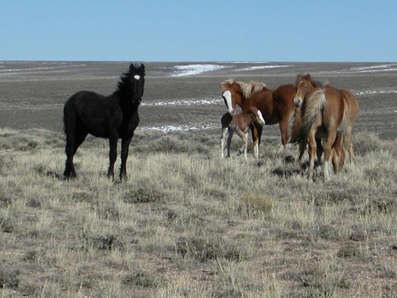 Pilot Butte Wild Horse Scenic Tour
