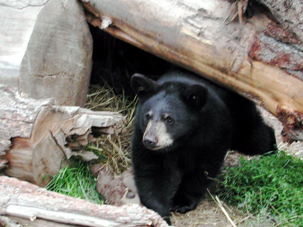 Black Bear