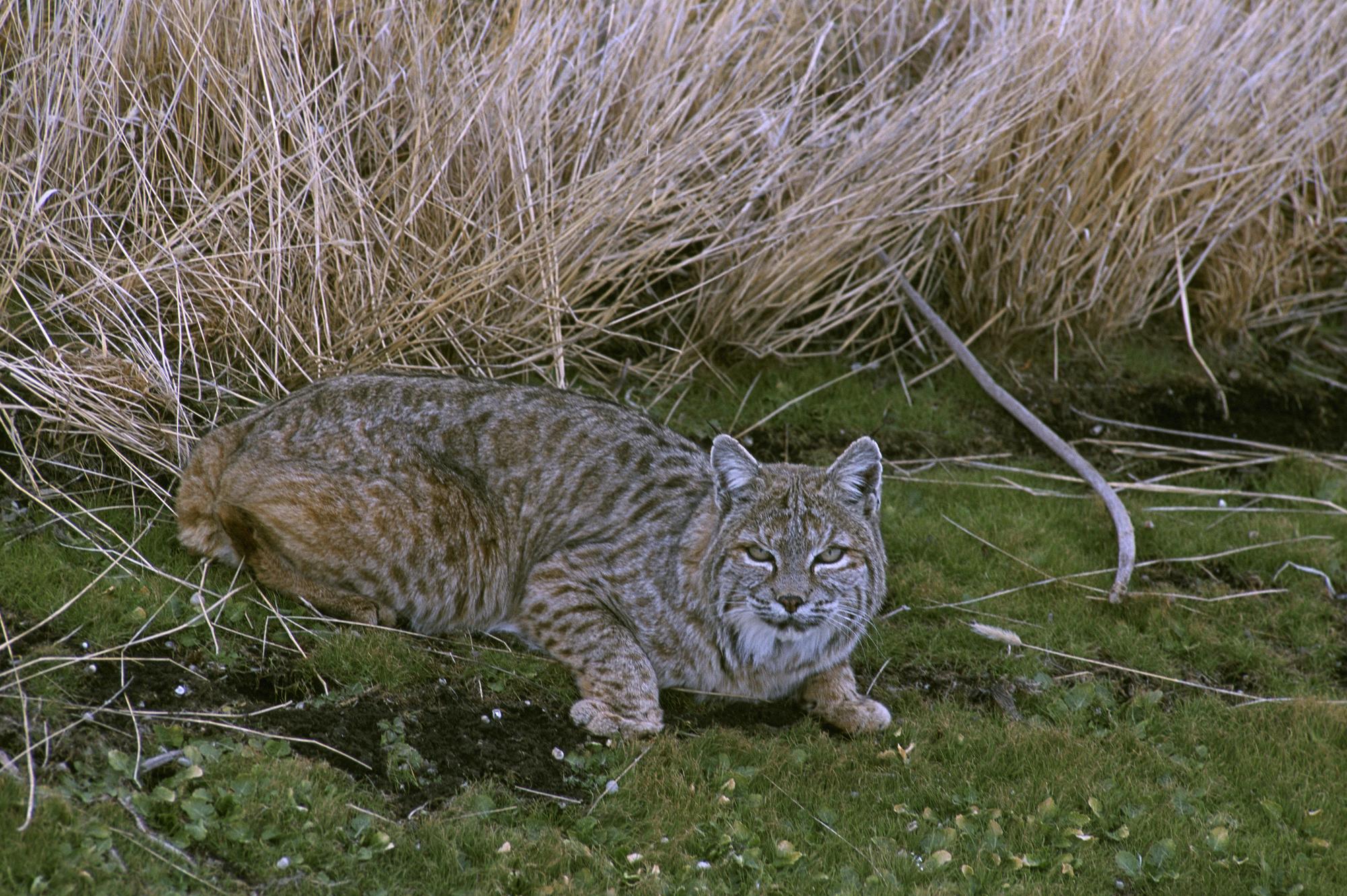 Bobcat