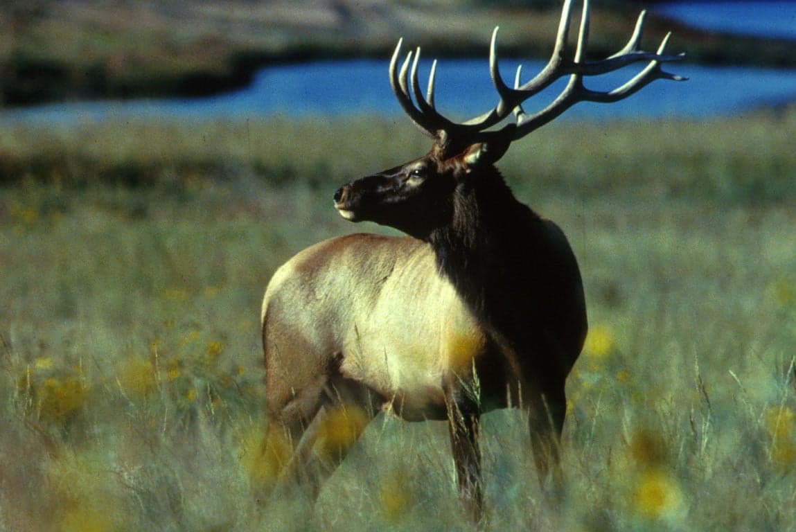 Elk