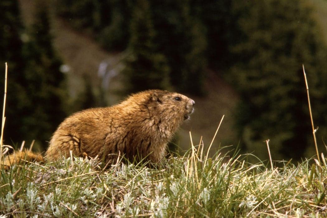 Marmot