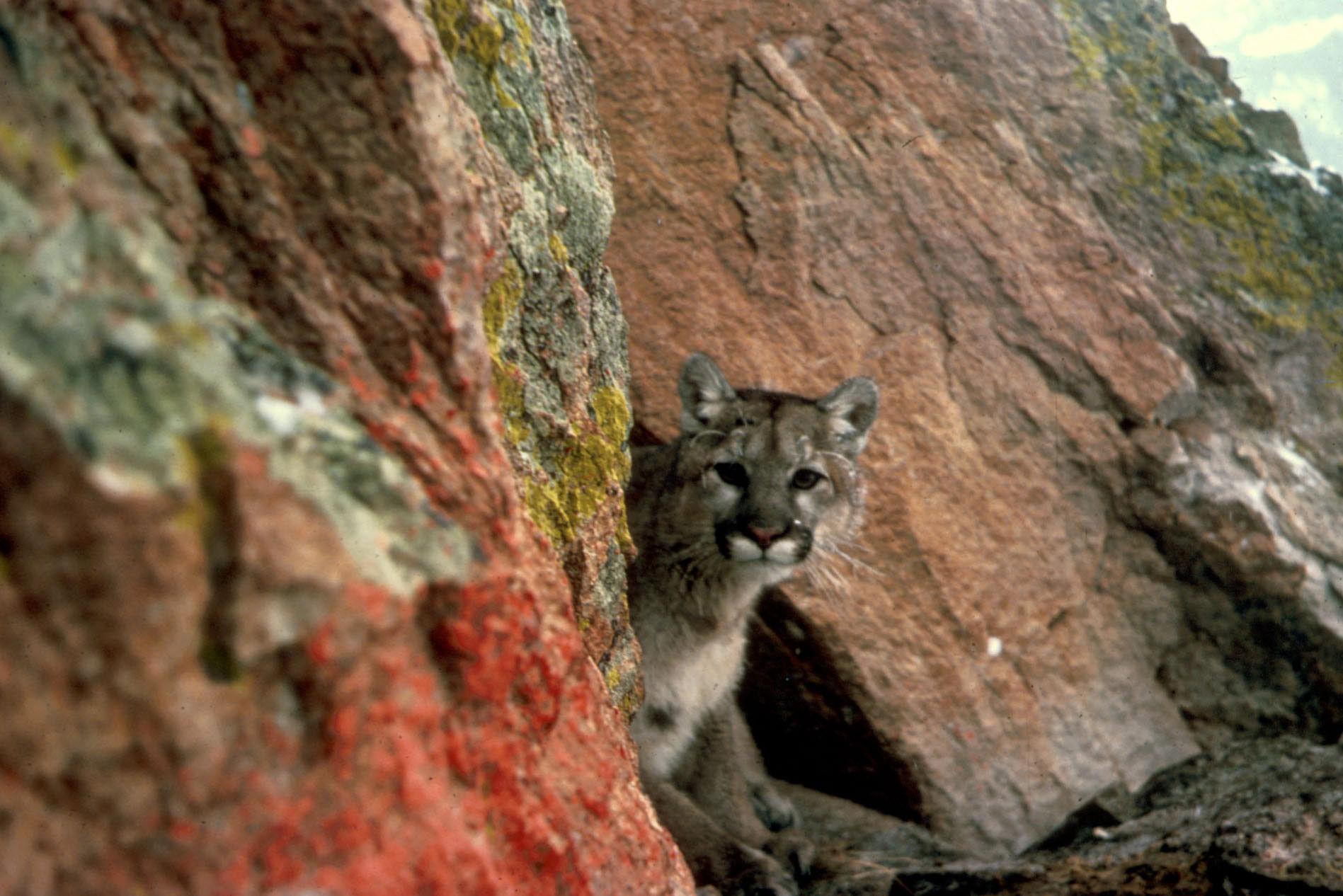 Mountain Lion