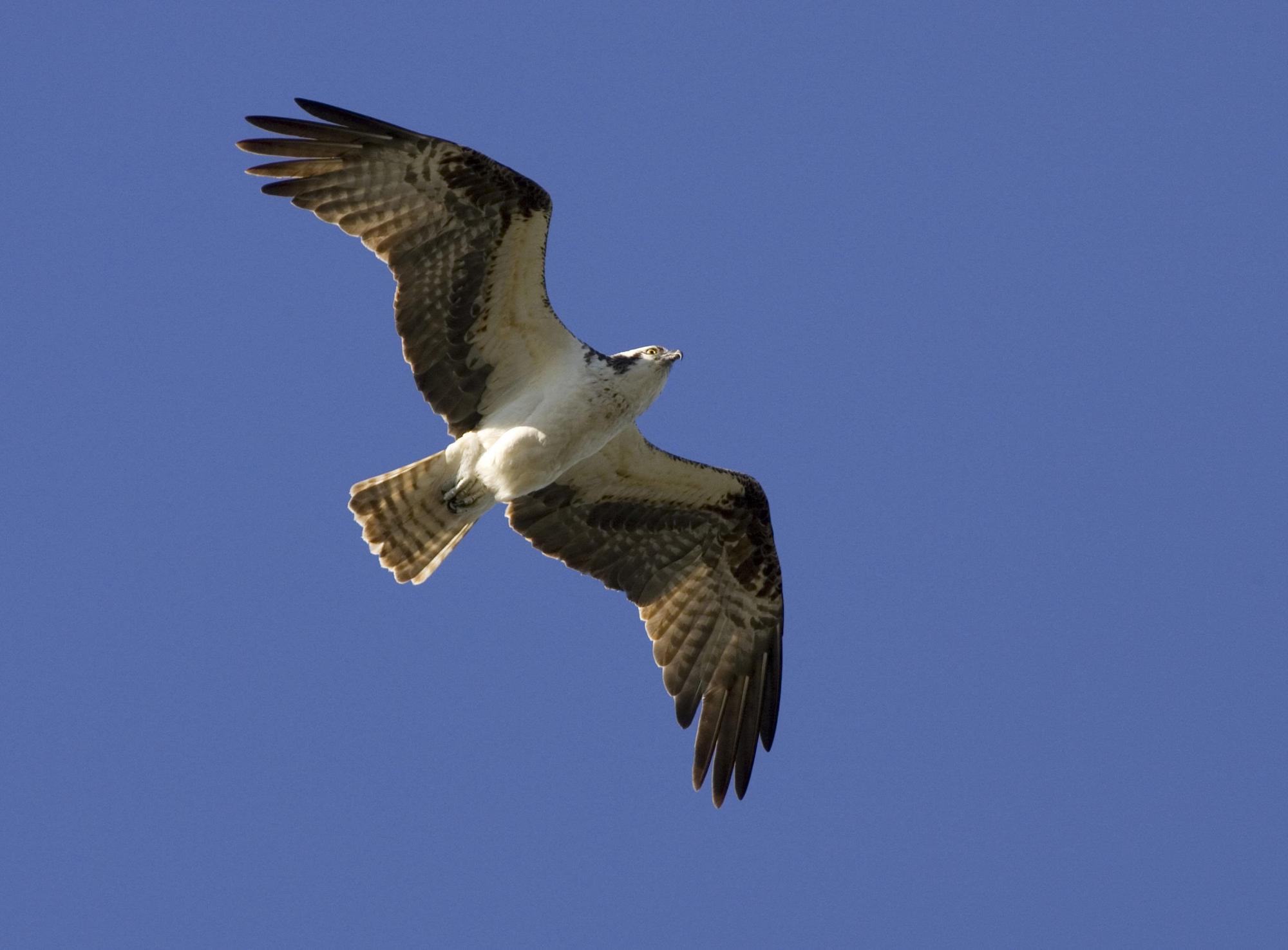 Osprey
