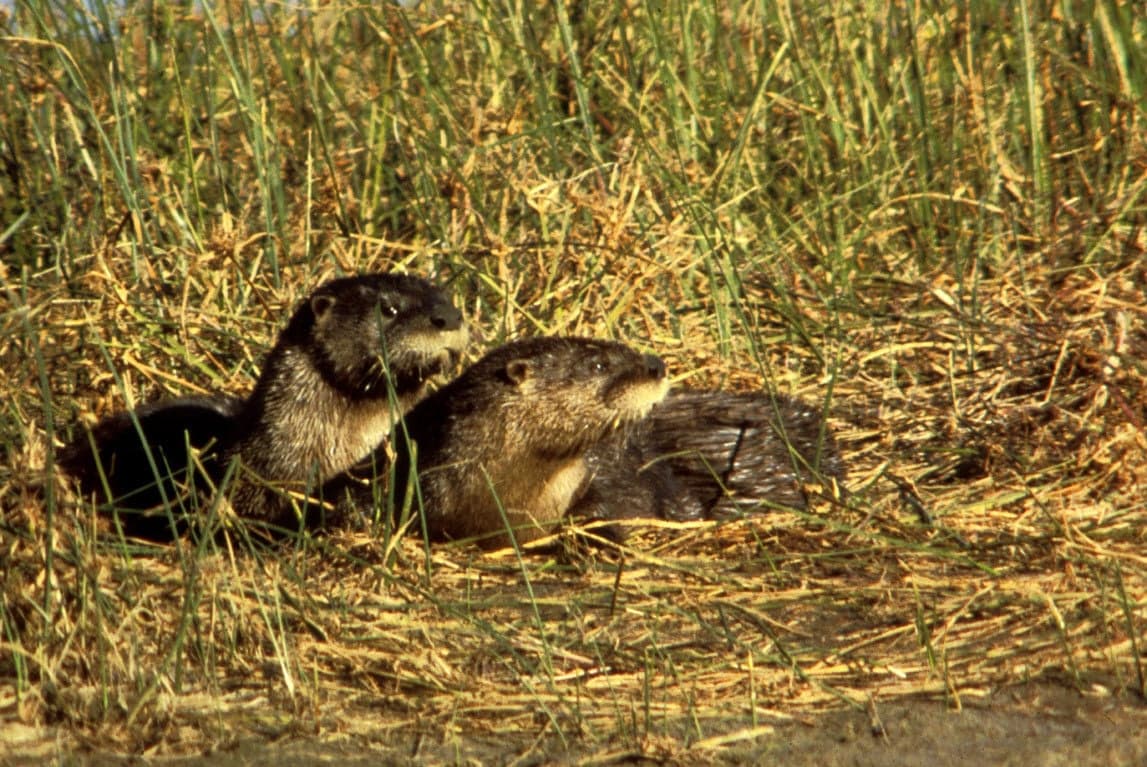 River Otter