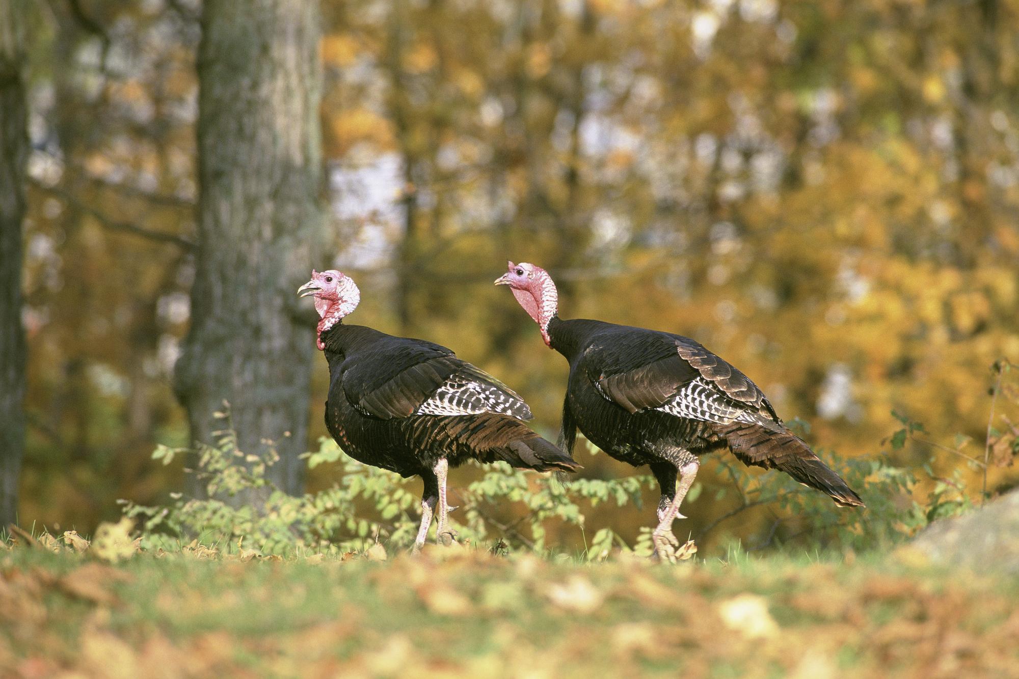 Wildlife Guide Turkey - Flaming Gorge Country