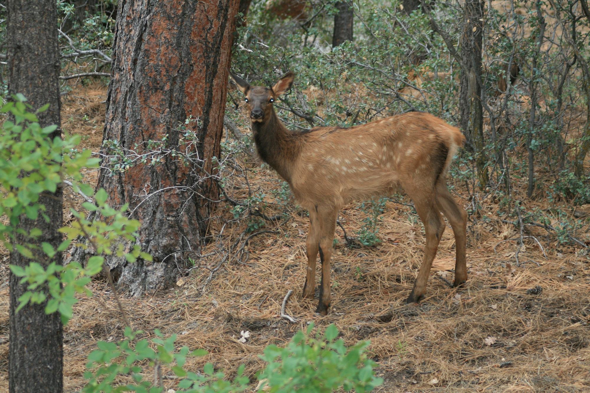 Images of Kingman AZ