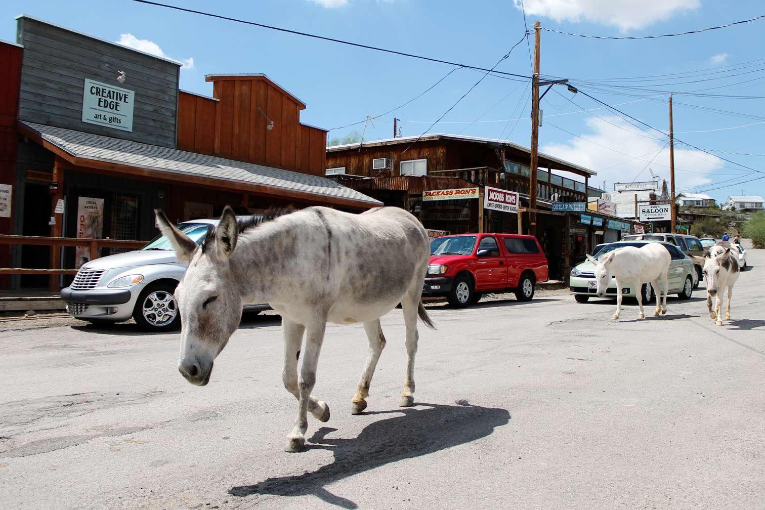 Oamtan Burros