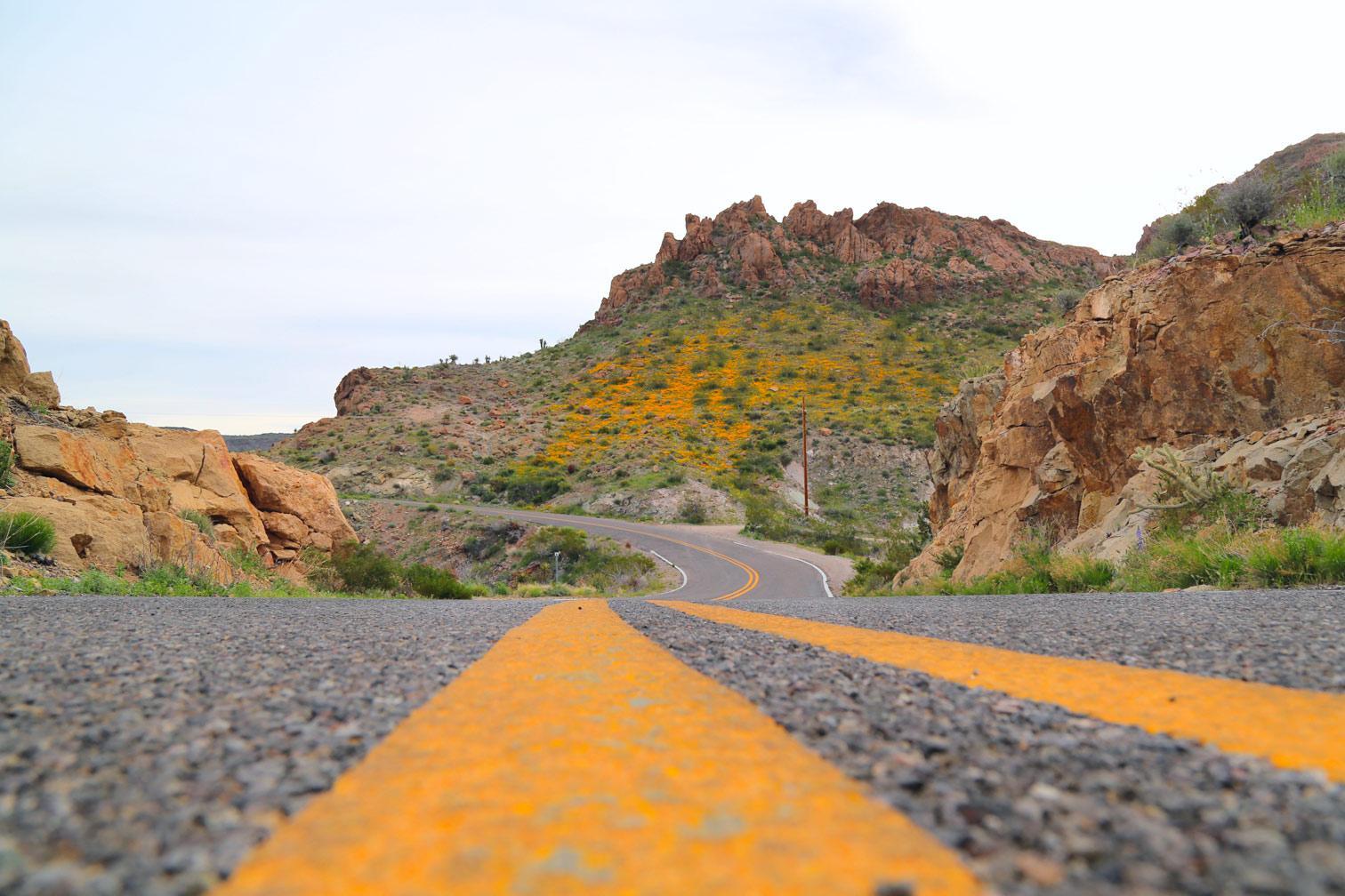 AZ Route 66 in bloom