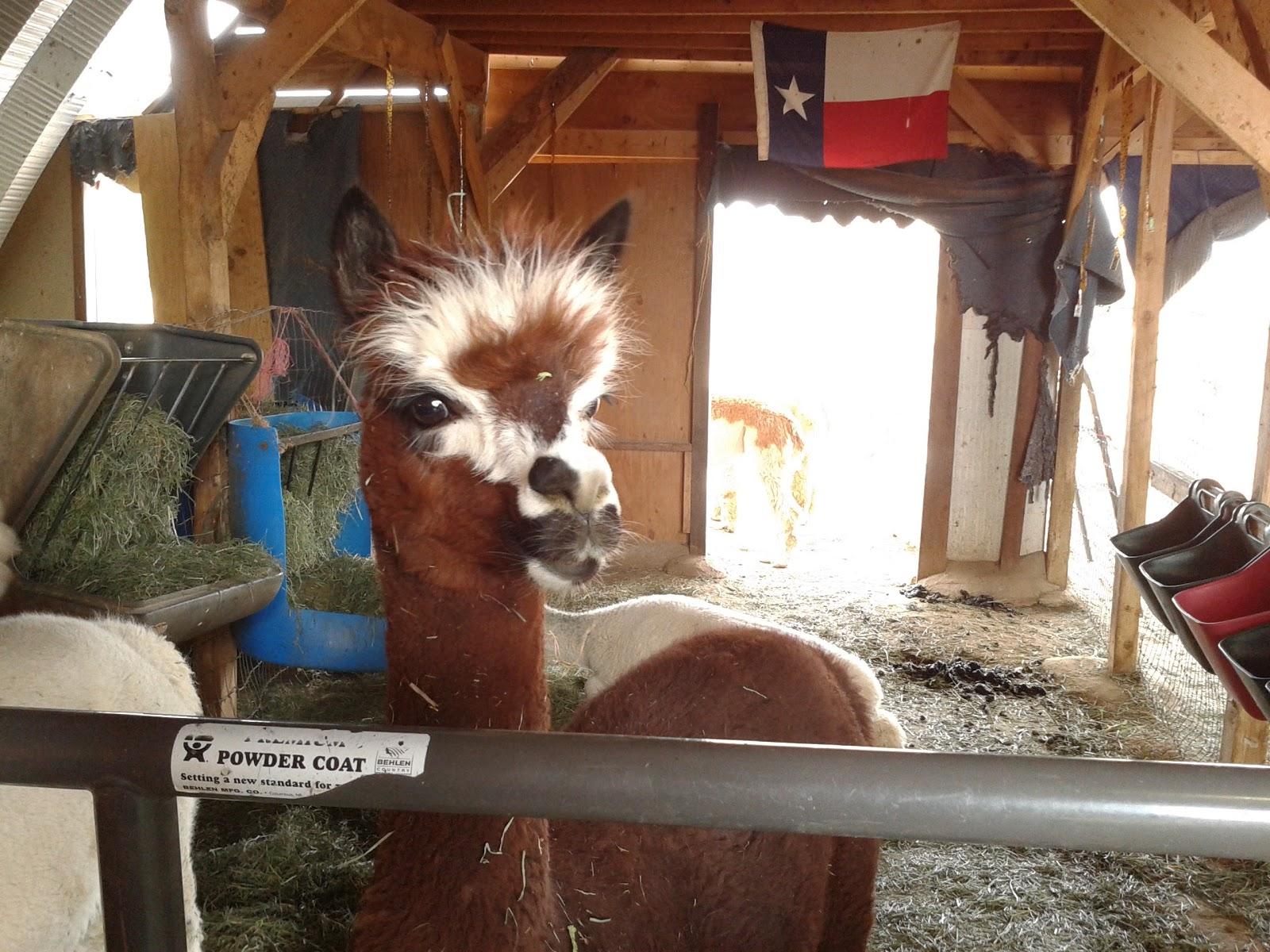 Brown Alpaca in barn