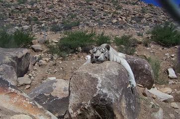 Keepers of the Wild is an animal sanctuary on Historic Route 66.
