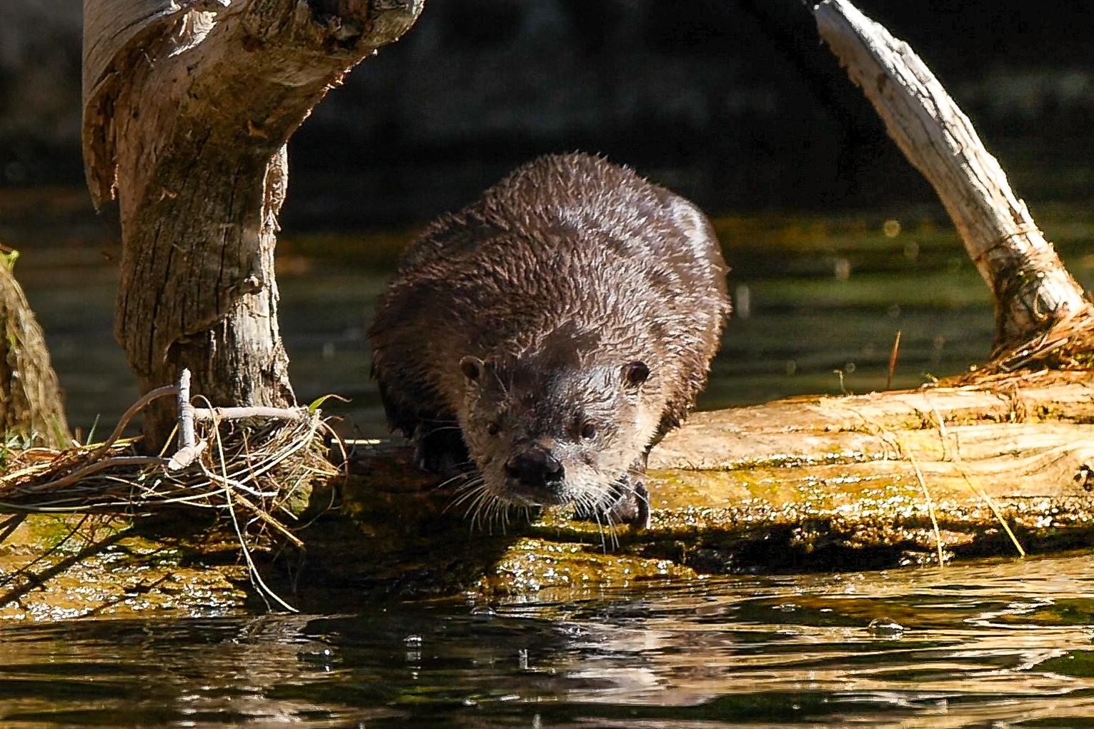 River otter ready to dive