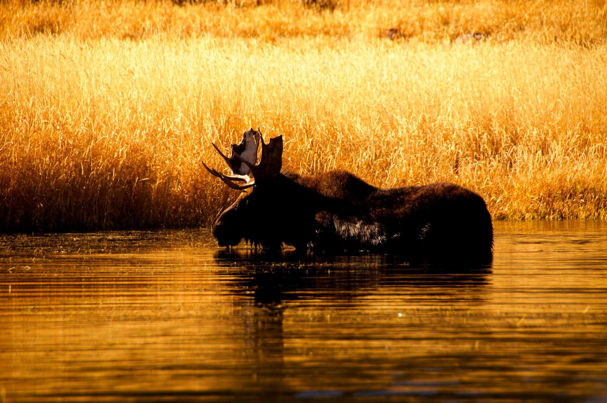 Bull Moose