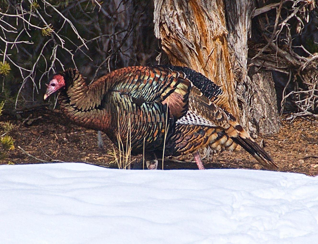 Turkey in the snow