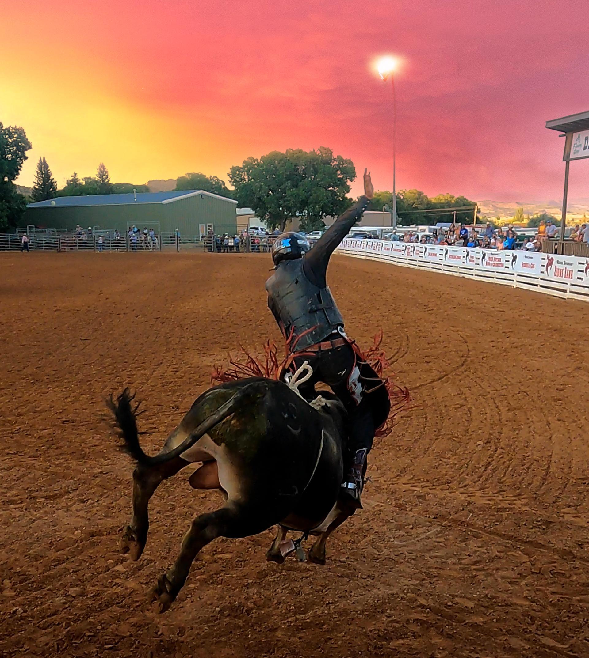 cow country smash