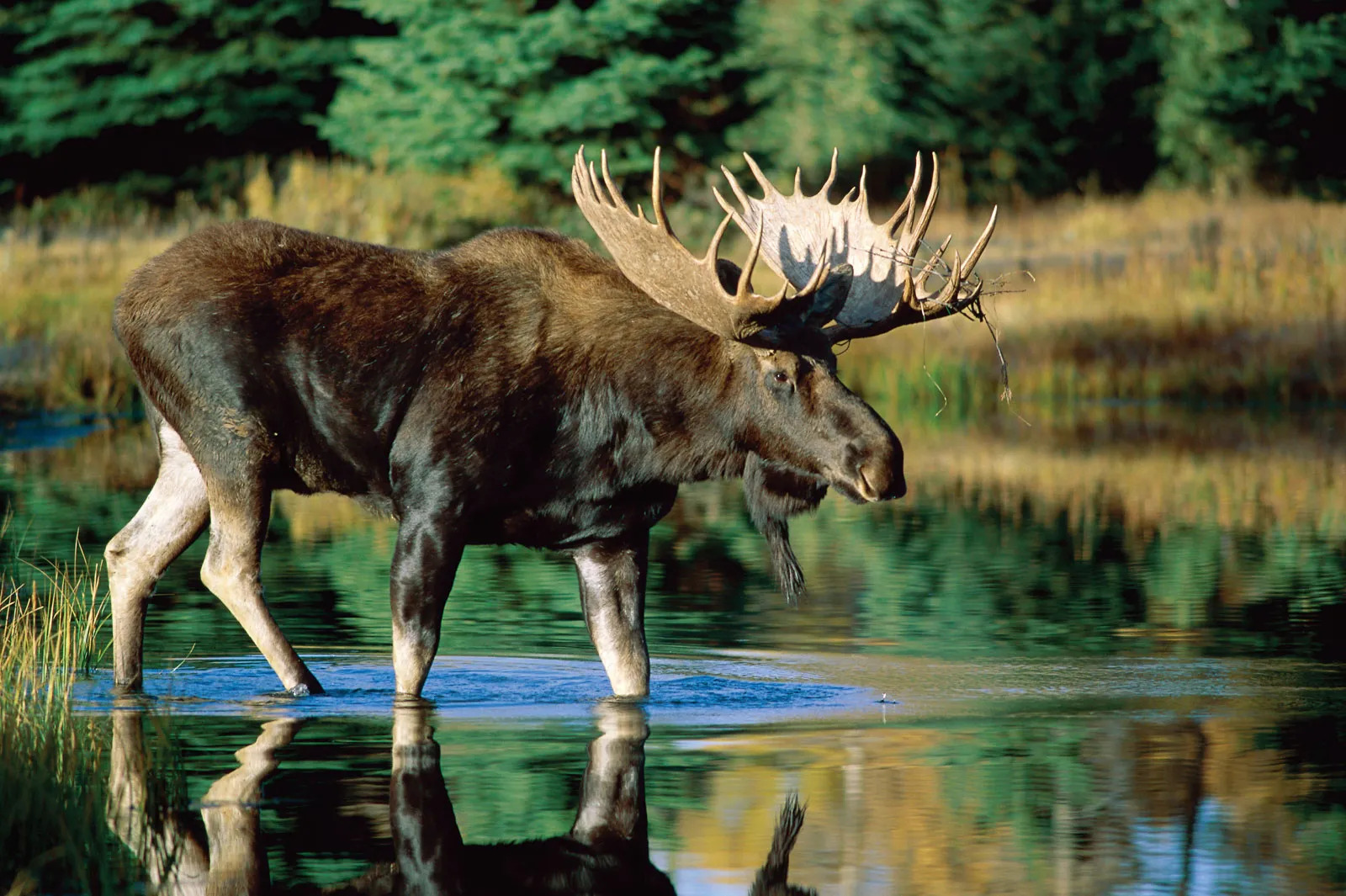 A male adult moose walks in a river. His antlers have bits of plants caught in them. The water is gently disturbed by the movement. The background is a forested area, out of focus - North Park, Jackson County Colorado