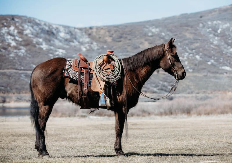 Heber Valley Horse Sale, Poker Ride & BBQ
