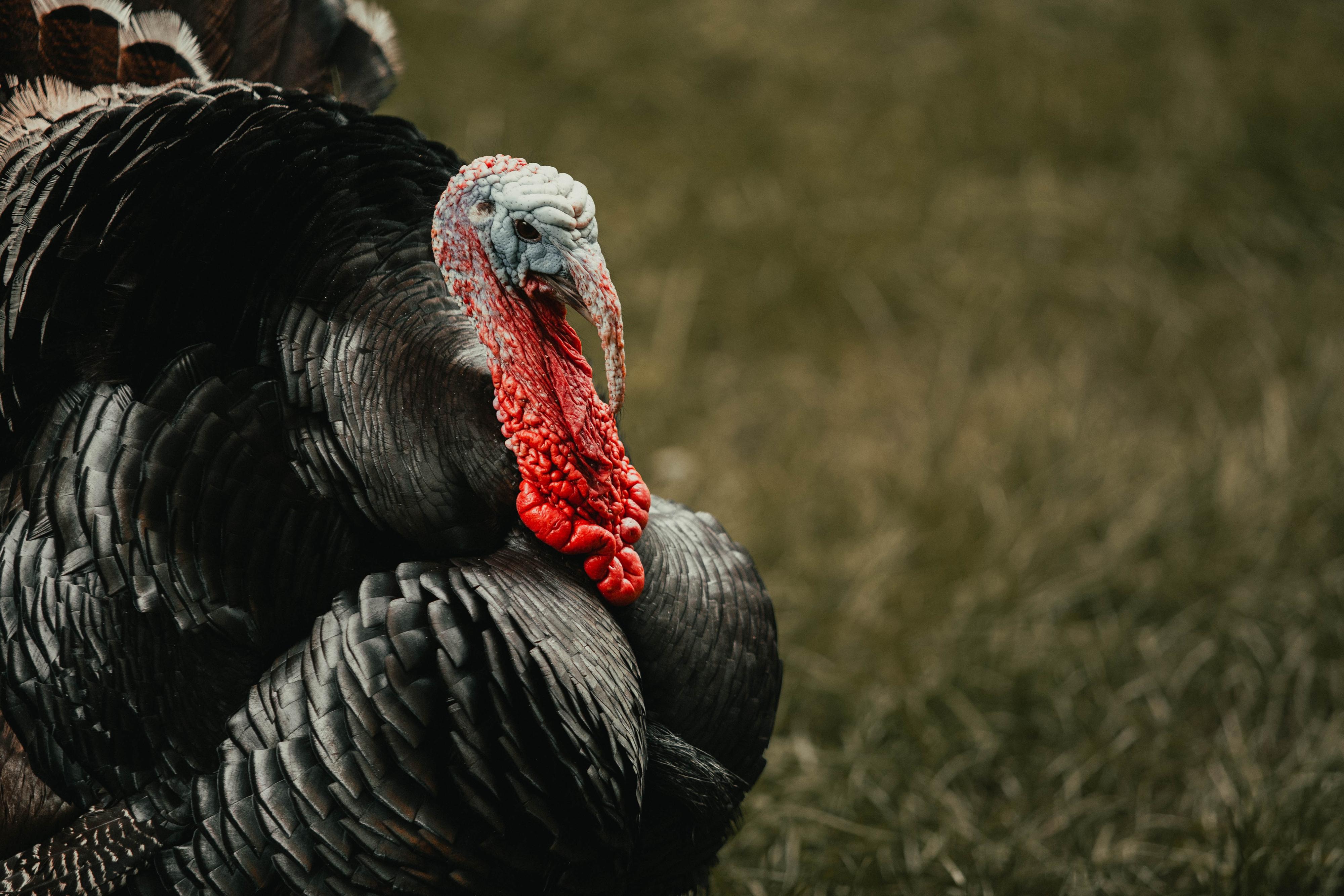 Turkey stock image