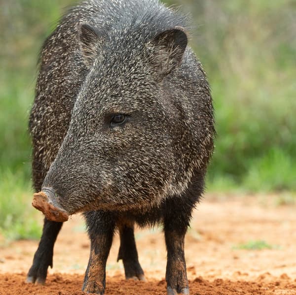Javelina turning its head
