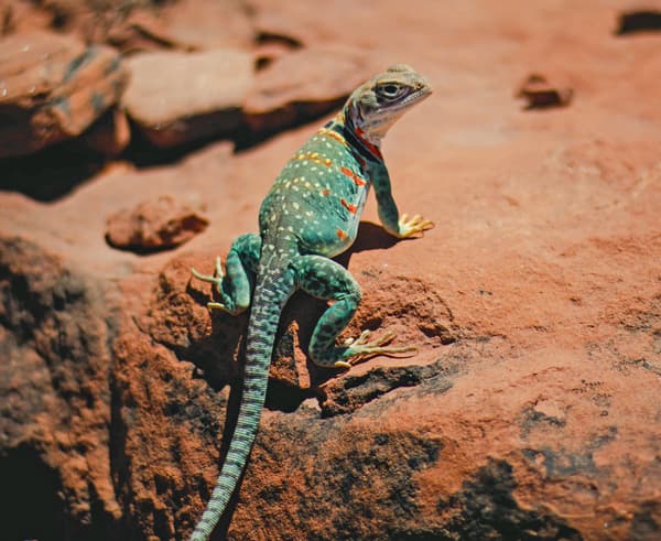Lizard perching on the rocks